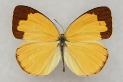 Eurema mandarina
