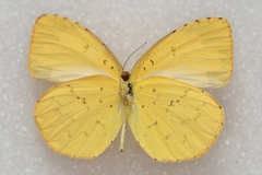 Eurema mandarina