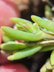 Delosperma