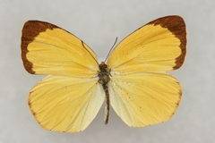 Eurema mandarina