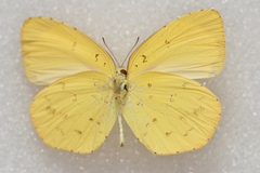 Eurema mandarina