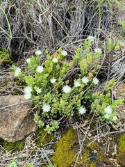 Delosperma