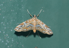 Paracymoriza