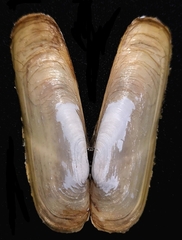 Sinonovacula constricta