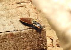 Semiotus luteipennis