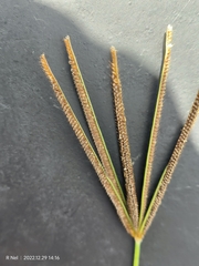 Eustachys paspaloides