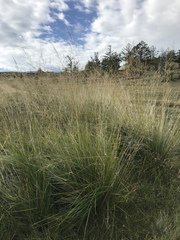Stipa splendens
