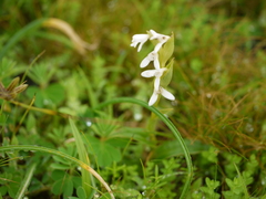 Habenaria