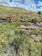 Eustachys paspaloides