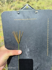 Eustachys paspaloides