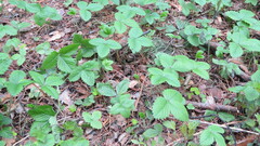 Fragaria moschata