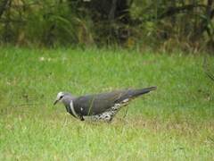 Leucosarcia melanoleuca