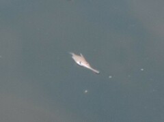 Macroramphosus