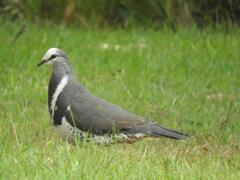 Leucosarcia melanoleuca