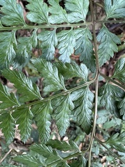 Athyrium silvicola