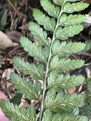 Athyrium silvicola