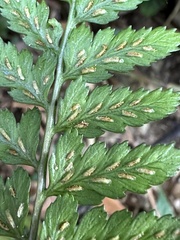 Athyrium silvicola