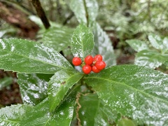 Sarcandra glabra