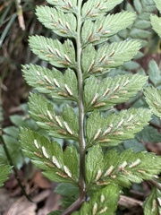 Athyrium silvicola