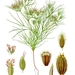 Cuminum cyminum - Photo 
Franz Eugen Köhler, Köhler's Medizinal-Pflanzen, sem restrições de direitos de autor conhecidas (domínio público)
