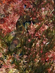 Microlipophrys canevae