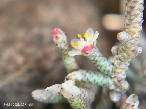 Avonia ustulata