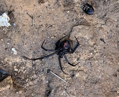 Latrodectus