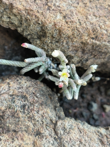 Avonia ustulata