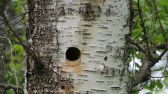 Dendrocopos major
