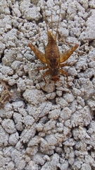 Ubiquepuella