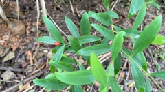 Wikstroemia taiwanensis