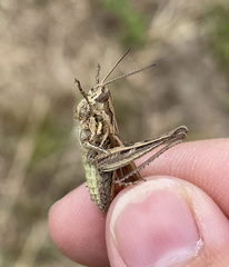 Chorthippus maritimus maritimus