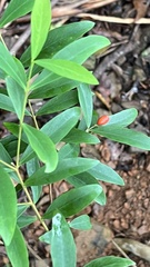 Wikstroemia taiwanensis