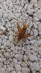 Ubiquepuella