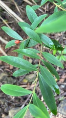 Wikstroemia taiwanensis