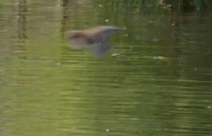 Sericornis frontalis