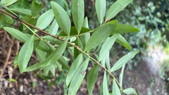 Wikstroemia taiwanensis