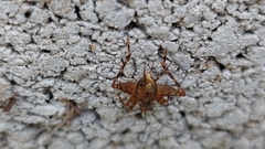 Ubiquepuella