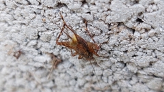 Ubiquepuella