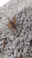 Ubiquepuella