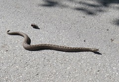 Vipera ammodytes