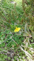 Goodenia amplexans
