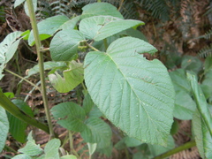 Rubus glaucus