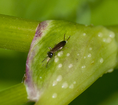 Apterygida albipennis