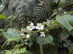 Rubus glaucus