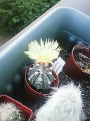 Astrophytum asterias
