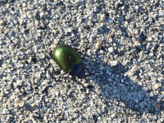 Chrysolina auripennis