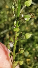 Lepidium graminifolium