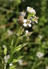 Lepidium graminifolium
