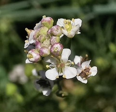 Lepidium graminifolium